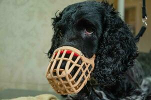 cocker spaniel perro en un bozal en un Corte de pelo. alto calidad foto