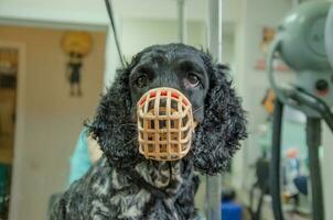 Cocker Spaniel dog in a muzzle on a haircut. High quality photo