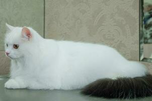 A white cat with a black tail is lying on the table at the groomer photo