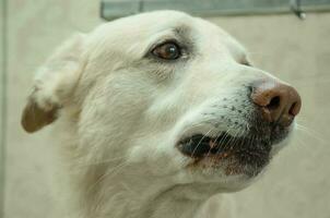 the muzzle of a white dog waiting for its owner. High quality photo