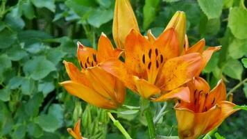 vers oranje bloemen en lelie bloemknoppen detailopname Aan een achtergrond van groen struiken. vers bloemknoppen van tijger lelies in de tuin. Doorzichtig zomer dag. bloem bloeiend seizoen. video