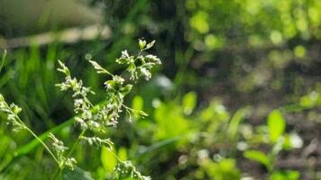 erba fiore sotto il raggi di il sole su un' sfocato sfondo di verdura con bokeh. chiaro estate soleggiato tempo atmosferico. naturale sfondo. video