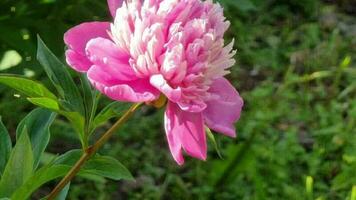 roze pioen bloem Aan een wazig groen achtergrond. detailopname. Doorzichtig zomer dag. bloeiend bloemen. video