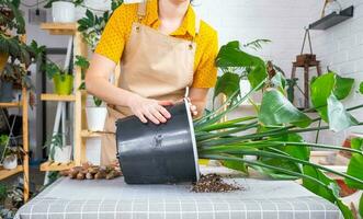 Repotting home plant strelitzia nicolai into new pot big basket, roots came out of pot through the bottom. Woman in an apron caring for a potted plant, strelitzia reginae photo