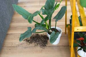 houseplant fell to the floor and the soil from the pot crumbled, garbage, dirt and mess due to the fall of the planters from the rack. Care and cleaning of shelves in the interior of a green house photo