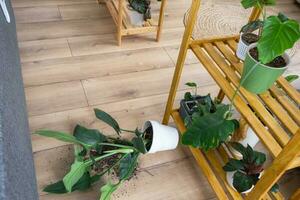 houseplant fell to the floor and the soil from the pot crumbled, garbage, dirt and mess due to the fall of the planters from the rack. Care and cleaning of shelves in the interior of a green house photo