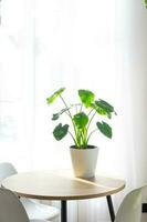 Alocasia of macroriza close-up in the interior on a table in a planter on a white background of a window with a curtain. Houseplant Growing and caring for indoor plant, green home. Minimalism photo