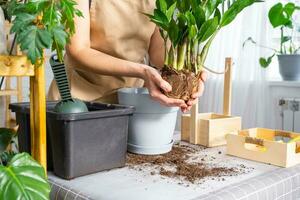 Repotting overgrown home plant succulent Zamioculcas with a lump of roots and bulb into new bigger pot. Caring for potted plant, hands of woman in apron, mock up photo