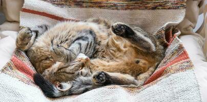 The cat is fast sweet asleep on a chair in a funny pose, Comfortable carefree sleep of an animal close-up photo