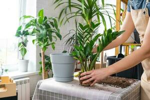 Repotting overgrown home plant succulent Zamioculcas with a lump of roots and bulb into new bigger pot. Caring for potted plant, hands of woman in apron, mock up photo