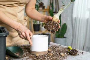 Repotting a home plant succulent adenium into new pot. Caring for a potted plant, layout on the table with soil, shovel, hands of woman in apron photo