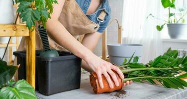 Repotting overgrown home plant succulent Zamioculcas  into new bigger pot. Caring for potted plant, hands of woman in apron, mock up photo