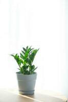 zamioculcas de cerca en el interior en un mesa en un plantador en un blanco antecedentes de un ventana con un cortina. planta de casa creciente y cuidando para interior planta, verde hogar. minimalismo foto