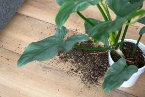 houseplant fell to the floor and the soil from the pot crumbled, garbage, dirt and mess due to the fall of the planters from the rack. Care and cleaning of shelves in the interior of a green house photo