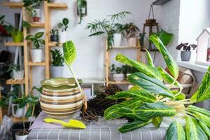 Repotting a home plant aglaonema king of siam into new pot in home interior. Caring for a potted plant, reproduction, separation of the process from the parent plant photo