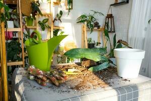 Repotting a home plant Philodendron Santa Leopoldina into new pot in home interior. Caring for a potted plant, earthen lump with roots photo