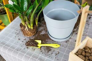 Repotting a home plant succulent zamiokulkas into new pot. Caring for a potted plant, layout on table with soil, shovel, ornamental flowerpot photo