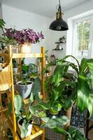 Shelving with a group of indoor plants in the interior in the evening light of the sun and the glare on the wall. Houseplant Growing and caring for indoor plant, green home photo