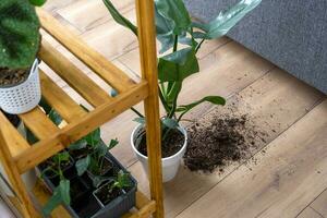 houseplant fell to the floor and the soil from the pot crumbled, garbage, dirt and mess due to the fall of the planters from the rack. Care and cleaning of shelves in the interior of a green house photo