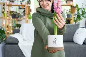 Spring flower hyacinth bloomed at home in a pot in the hands of a woman in the interior of a green house with shelving collections of domestic plants. Home crop production photo