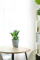 Zamioculcas close-up in the interior on a table in a planter on a white background of a window with a curtain. Houseplant Growing and caring for indoor plant, green home. Minimalism photo