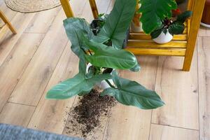 houseplant fell to the floor and the soil from the pot crumbled, garbage, dirt and mess due to the fall of the planters from the rack. Care and cleaning of shelves in the interior of a green house photo