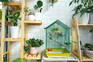 un jaula con un periquito soportes en un vivo esquina de el casa entre estantería con un grupo de interior plantas en el interior. planta de casa creciente y cuidando para interior planta, verde hogar foto