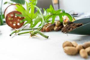 Layout on the table of a philodendron sprout with roots and equipment for planting domestic plants. photo