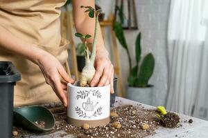 Repotting a home plant succulent adenium into new pot. Caring for a potted plant, layout on the table with soil, shovel, hands of woman in apron photo