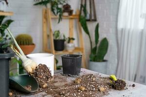 Repotting a home plant succulent adenium into new pot. Caring for a potted plant, layout on the table with soil, shovel photo