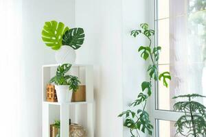 The interior of the house with large windows with a layout and home plants with a monstera minima vine on the slope. Houseplant caring for indoor plant, green home photo