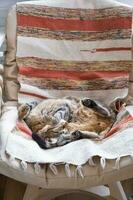 The cat is fast sweet asleep on a chair in a funny pose, Comfortable carefree sleep of an animal close-up photo