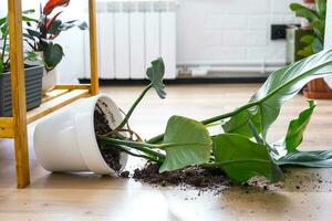 houseplant fell to the floor and the soil from the pot crumbled, garbage, dirt and mess due to the fall of the planters from the rack. Care and cleaning of shelves in the interior of a green house photo