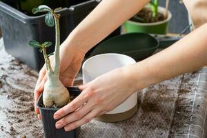 Repotting a home plant succulent adenium into new pot. Caring for a potted plant, layout on the table with soil, shovel, hands of woman in apron photo