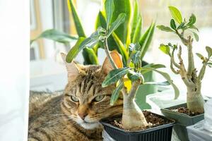 Cat is sleeping on the windowsill with group of indoor plants adenium. The cat's head is lying on a pot with a flower, plants and pets photo