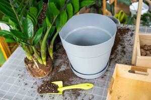 Repotting a home plant succulent zamiokulkas into new pot. Caring for a potted plant, layout on table with soil, shovel, ornamental flowerpot photo