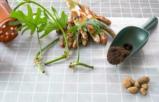 Layout on the table of a philodendron sprout with roots and equipment for planting domestic plants. photo