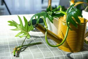 diseño en el mesa de un filodendro brote con raíces y equipo para plantando Doméstico plantas. foto