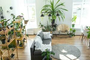 Shelving with a group of indoor plants in the interior room white loft, grey sofa, cozy plaid, carpet. Houseplant Growing and caring for indoor plant, green home photo