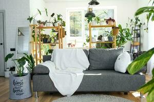 Shelving with a group of indoor plants in the interior room white loft, grey sofa, cozy plaid, carpet. Houseplant Growing and caring for indoor plant, green home photo