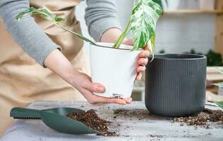 Repotting home plant monstera alba variegatny with a lump of roots into new bigger pot. Caring for potted plant, hands of woman in apron, mock up photo