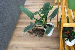 houseplant fell to the floor and the soil from the pot crumbled, garbage, dirt and mess due to the fall of the planters from the rack. Care and cleaning of shelves in the interior of a green house photo