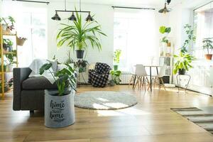 Shelving with a group of indoor plants in the interior room white loft, grey sofa, cozy plaid, carpet. Houseplant Growing and caring for indoor plant, green home photo