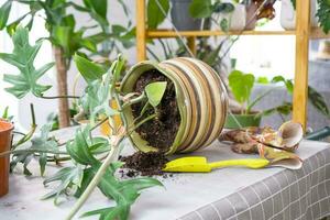 Repotting a home plant Philodendron into new pot in home interior. Caring for a potted plant, earthen lump with roots, layout of garden equipment on the table. photo