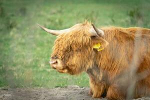 Highlander cows Laying down in the field of Wassenaar, The Netherlands. photo