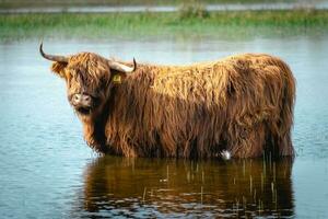 Highlander cow going for a swim in the lake. Wassenaar, The Netherlands. photo