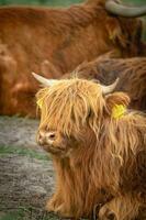 Highlander cows Laying down in the field of Wassenaar, The Netherlands. photo