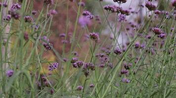 violette Blumen im Park video