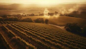 Golden wheat fields glow in the sunset generated by AI photo