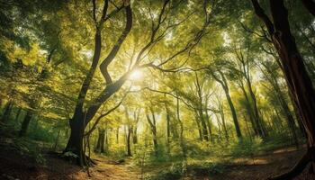 Vibrant autumn leaves adorn tranquil forest footpath generated by AI photo